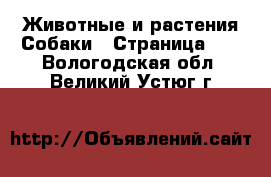 Животные и растения Собаки - Страница 10 . Вологодская обл.,Великий Устюг г.